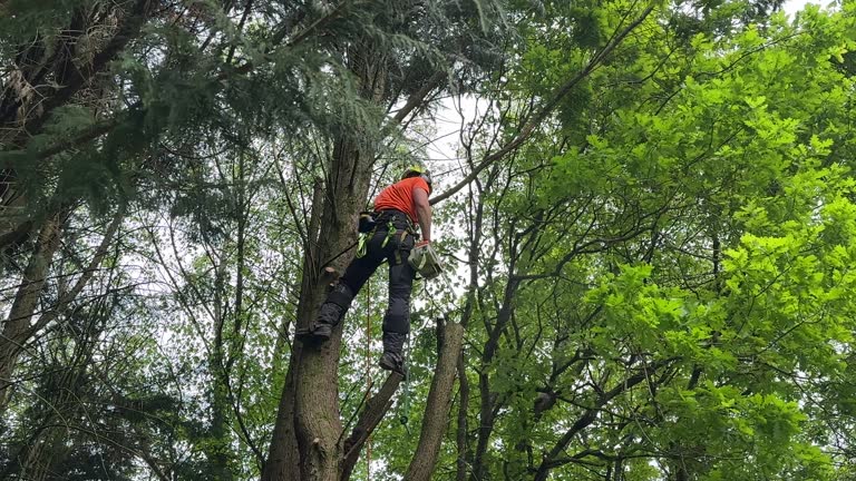 Best Storm Damage Tree Cleanup  in Ashburn, GA